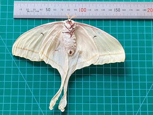 vinatimes Real Luna Moth Butterfly Specimen Collection Butterflies Mounted Dead Animal Preserved Entomology Taxidermy Oddity Scientific Lover Insect Nature Art Artwork Display Gallery Decor Decoration Indoor Home BU-33