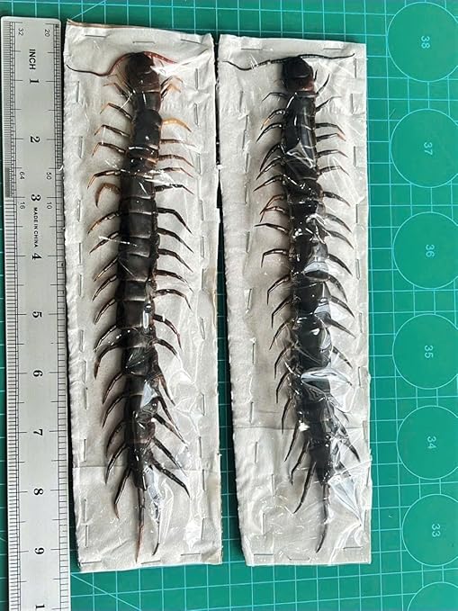 2 Real Giant Centipede Specimen Bug Beetle Mounted Preserved Entomology Taxidermy Insect Oddity Scientific Lover Insect Nature Art Display Decor Indoor Home