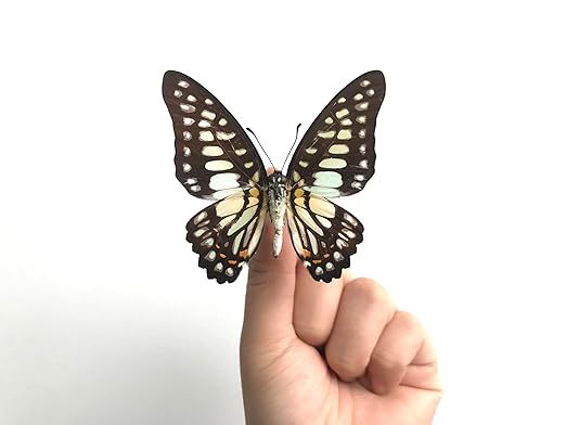 4 Real Butterfly Specimen Collection Butterflies Mounted Preserved Entomology Taxidermy Oddity Scientific Lover Insect Nature Art Artwork Display Gallery Decor Decoration Indoor Home BU11X4