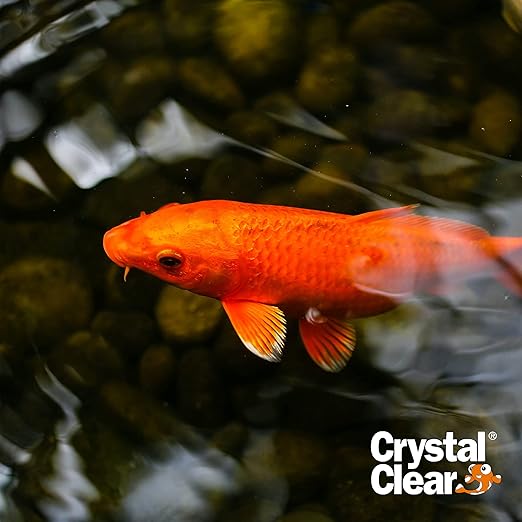 CrystalClear Algae D-Solv EPA Registered Pond Algaecide, 16 oz | Fast-Acting algae control for fountains & outdoor ponds containing koi & other fish, 16 oz treats 5,760 gallons.