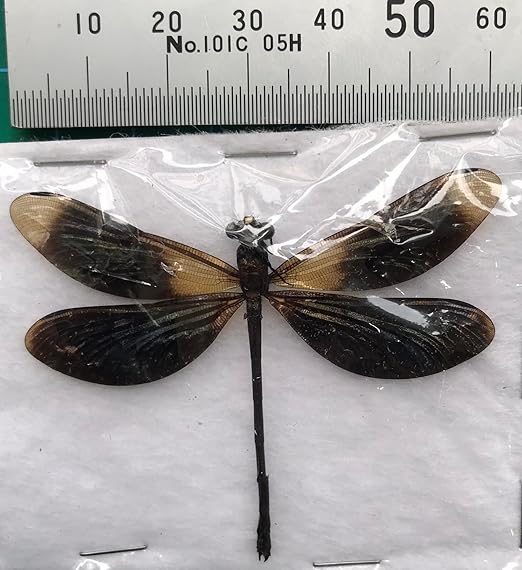 6 Real Black Dragonfly Specimen Collection Bug Mounted Dead Animal Preserved Entomology Taxidermy Oddity Scientific Lover Insect Nature Art Artwork Display Gallery Decor Decoration Indoor Home BO85X6