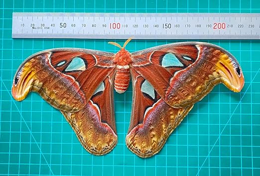 vinatimes Real Moth Butterfly Specimen Collection Butterflies Mounted Dead Animal Preserved Entomology Taxidermy Oddity Scientific Lover Insect Artwork Display Gallery Decor Decoration Indoor Home BU-35