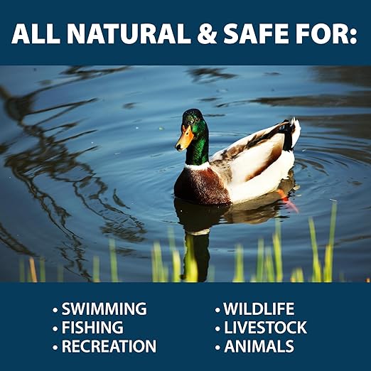 Airmax MuckAway Natural Beneficial Bacteria for Outdoor Ponds & Lakes, Muck, Sludge & Noxious Odor Solution, Easy to use Enzyme Tablets, Cleaner Beach & Shoreline, Fish, Pet & Wildlife Safe, 8 Scoops