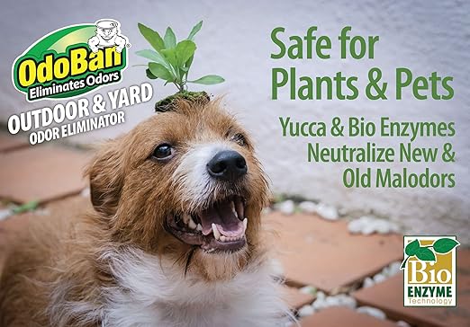 OdoBan Outdoor and Yard Odor Eliminator, Plant-Friendly Formula, Made in the USA, Clean Fresh Scent, 32 Fluid Ounce Bottle with Hose End Sprayer, 6-Pack
