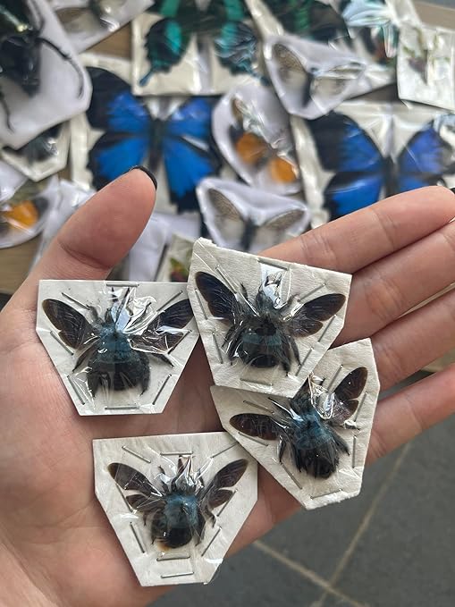 4 Real Blue Bee Specimen Collection Bug Mounted Dead Animal Moth Preserved Entomology Taxidermy Oddity Scientific Lover Insect Nature Office Desk Art Artwork Display UM-20