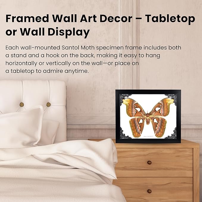 Framed Atlas Moth Wall Decor Box Frame | Mexican Gothic Taxidermy | Witch & Halloween Décor for Bedroom | Goth Decor, Oddities, and Witchy Spaces
