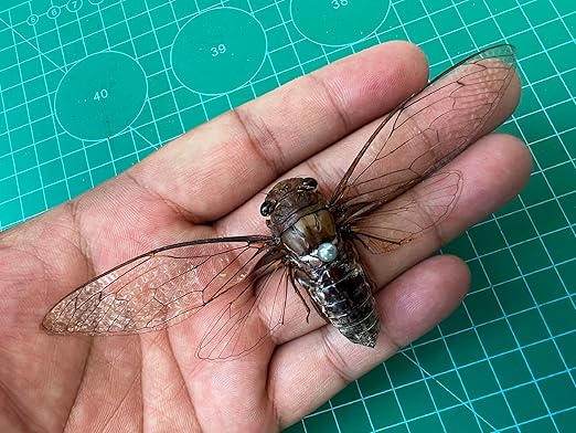 Real Cicada Spcimen Preserved Dried Insect Dead Bug Unmounted Raw Oddity Taxidermy Entomology Artwork Creepy Aesthetics Spooky Curiosities Gothic Home Decor Wall Crafts VE-78