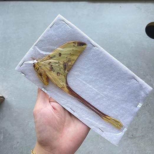 2 Real Comet Moth Butterflies Close Wings Specimen Collection Mounted Preserved Entomology Taxidermy Oddity Scientific Lover Insect Artwork Display Gallery Decor Decoration Indoor Home BUOM121X2