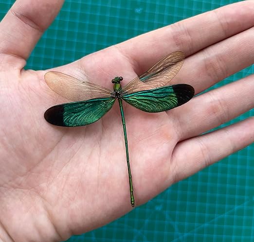 4 Real Dragonfly Damselfly Specimen Collection Beetle Mounted Dead Animal Preserved Entomology Taxidermy Oddity Scientific Lover Art Artwork Display Gallery Decoration Indoor Home BO83X4