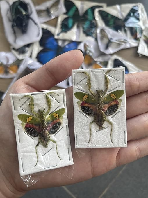4 Real Green Mantis Beetles Specimen Collection Bug Mounted Dead Animal Preserved Entomology Taxidermy Oddity Scientific Lover Insect Office Desk Art Artwork Display UM-21