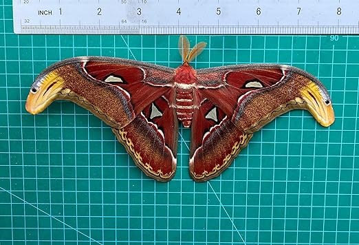 vinatimes 2 Real Atlas Moth Butterfly Specimen Artwork Dead Animal Unmounted Preserved Entomology Gifts Taxidermy Oddity Scientific Lover Insect Art Display Gallery Decoration Indoor Home 2BU35-DUC