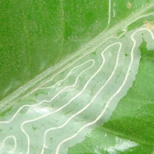VivaTrap VT-102 Citrus Leafminer Trap & Lure (2 Pack, 8 Week)