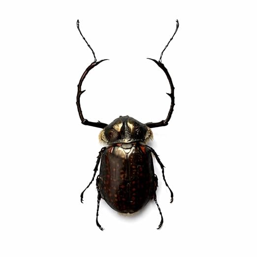 Real Goliath Beetle Orientalis Preserved Specimen Unmounted Taxidermy Bug Insect Entomology Collection Oddities Curiosities Gothic Decor for Home Dark Witchy Display Creepy and Emo Gifts