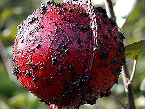 Bug Ball Apple Maggot Trap Deluxe Kit (Pack of 20)