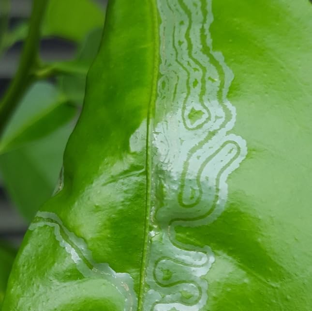 VivaTrap VT-102 Citrus Leafminer Trap & Lure (2 Pack, 8 Week)