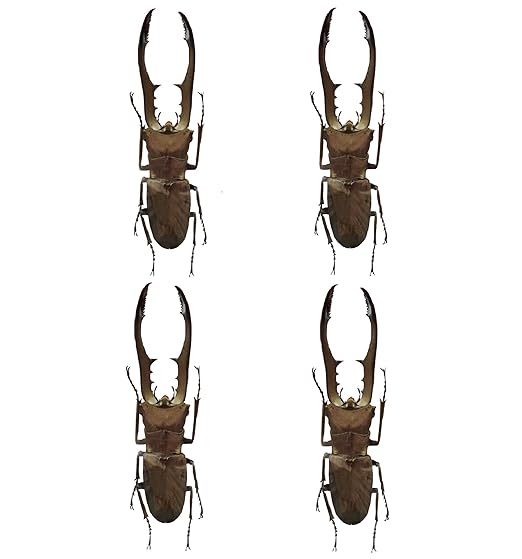 4 Real Stag Beetle Specimen Collection Bug Mounted Dead Animal Preserved Entomology Taxidermy Oddity Scientific Lover Insect Nature Art Artwork Display Gallery Decor Decoration Indoor Home BO84X4