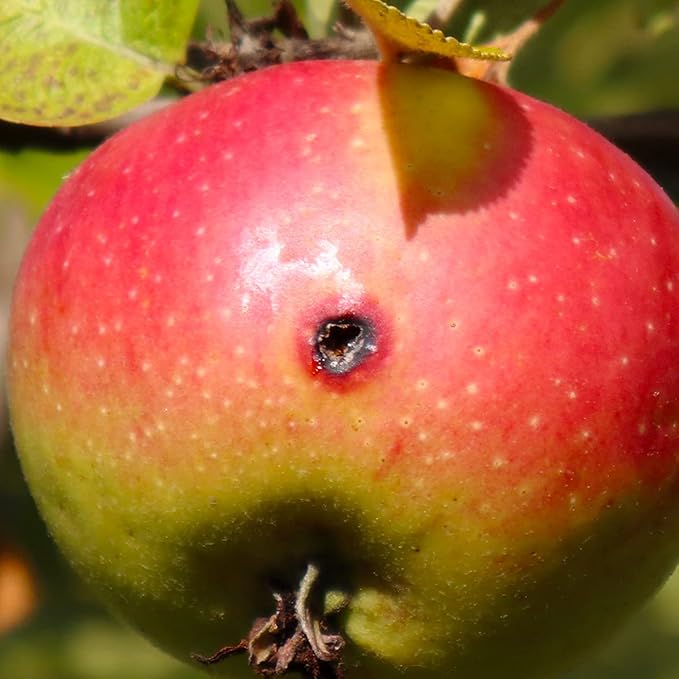 Codling Moth & Oriental Fruit Moth Trap (2 Pack, 8 Week)