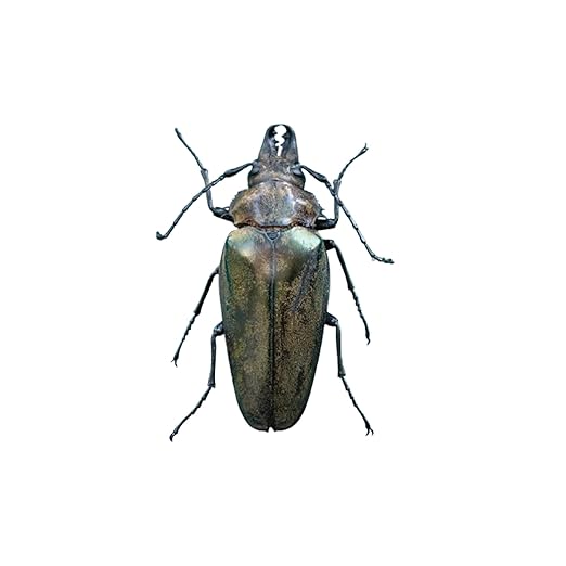 Real Asian Stag Beetle Preserved Specimen Unmounted Taxidermy Bug Insect Entomology Collection Oddities Curiosities Gothic Decor for Home Dark Witchy Display Creepy and Emo Gifts