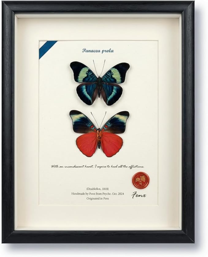 ArsVenciik Real Framed Butterfly Specimen Duo - Preserved Panacea prola (Red Flasher) Taxidermy - Front & Back View Shadow Box - Handmade Entomology Wall Art & Unique Gift for Home Decor