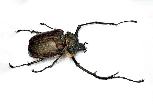 Real Cheirotonus Long Arm Beetle Preserved Dried Insect Dead Bug Unmounted Raw Oddity Taxidermy Entomology Artwork Creepy Aesthetics Spooky Curiosities Gothic Home Decor Wall Crafts BO-58