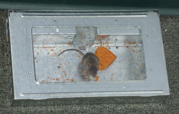Multi-Catch Humane Mouse Trap with Transparent Inspection Window – Reusable No-Kill Rodent Control Solution (1 Trap)