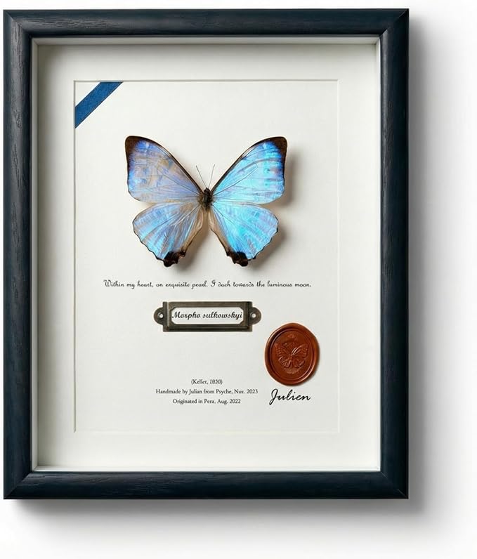 ArsVenciik Real Framed Butterfly Specimen - Preserved Morpho sulkowskyi (Pearl Morpho) Taxidermy - Iridescent Mother of Pearl Shadow Box - Ethereal Wall Art & Handmade Gift for Her