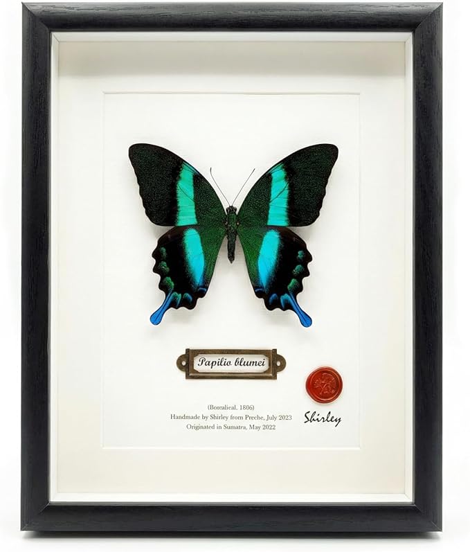 ArsVenciik Real Framed Butterfly Specimen - Handmade Preserved Papilio blumei (Green Peacock Swallowtail) Taxidermy - 3D Shadow Box Wall Art & Unique Nature Lover Gift for Home Decor