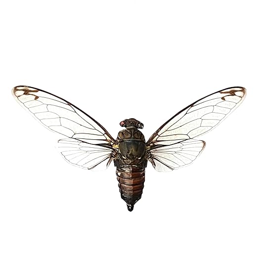 Real Cicada Spcimen Preserved Dried Insect Dead Bug Unmounted Raw Oddity Taxidermy Entomology Artwork Creepy Aesthetics Spooky Curiosities Gothic Home Decor Wall Crafts VE-78