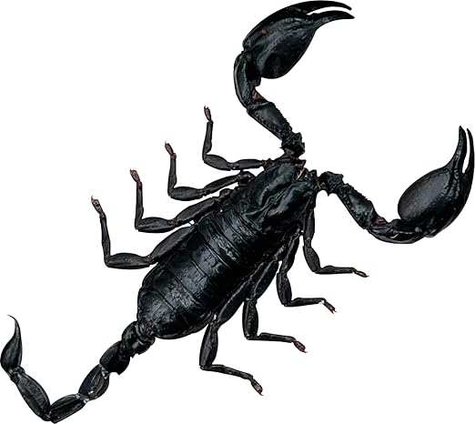 Real Giant Scorpion Specimen Preserved Dried Insect Dead Bug Unmounted Raw Oddity Taxidermy Entomology Artwork Creepy Aesthetics Spooky Curiosities Gothic Home Decor Wall Crafts BO-51