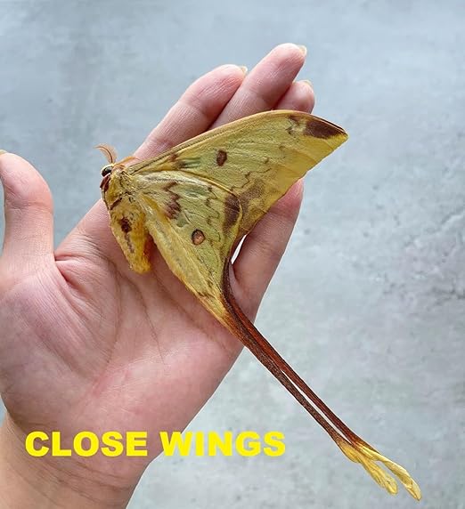 2 Real Comet Moth Butterflies Close Wings Specimen Collection Mounted Preserved Entomology Taxidermy Oddity Scientific Lover Insect Artwork Display Gallery Decor Decoration Indoor Home BUOM121X2