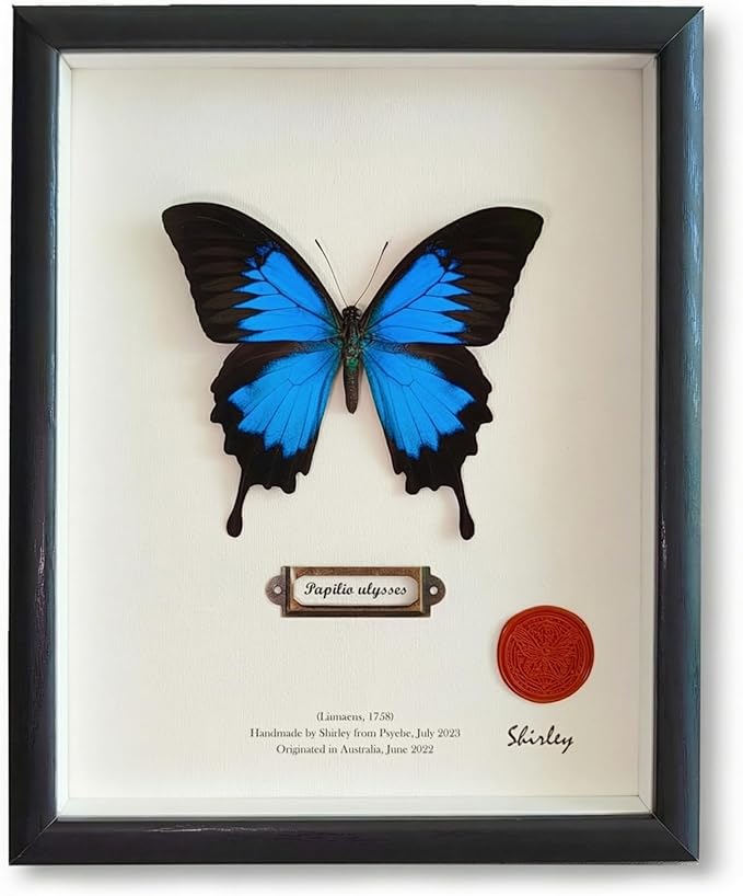 ArsVenciik Real Framed Butterfly Specimen - Preserved Papilio ulysses (Blue Emperor) - Electric Blue Taxidermy Shadow Box - Handmade Entomology Art & Gift for Nature Lovers