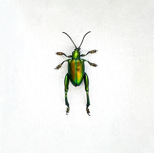 Real Sagra Longicollis Frog Beetle Spcimen Preserved Dried Insect Dead Bug Unmounted Raw Oddity Taxidermy Entomology Artwork Creepy Aesthetics Spooky Curiosities Gothic Home Decor Wall Crafts BO-53