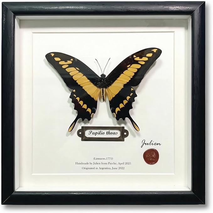 ArsVenciik Real Framed Butterfly Specimen - Preserved Papilio thoas (King Swallowtail) Taxidermy - Yellow & Black Square Shadow Box - Handmade Wall Art & Unique Gift for Home or Office Decor