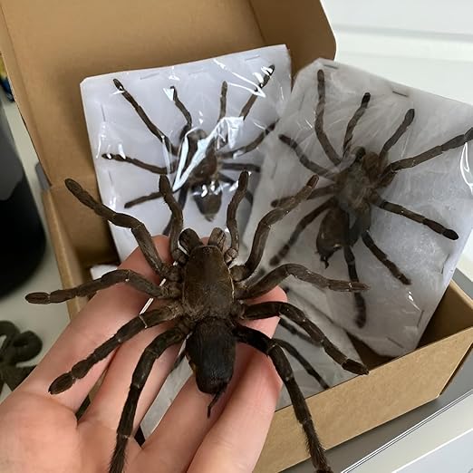 2 Real Spider Specimen Collection Bugs Mounted Dead Animal Preserved Entomology Taxidermy Oddity Scientific Lover Insect Office Desk Art Artwork Display UM-18