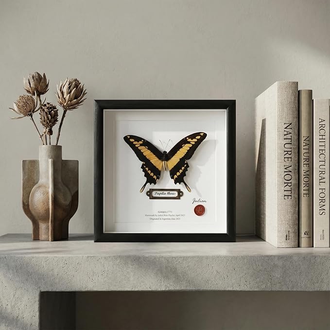 ArsVenciik Real Framed Butterfly Specimen - Preserved Papilio thoas (King Swallowtail) Taxidermy - Yellow & Black Square Shadow Box - Handmade Wall Art & Unique Gift for Home or Office Decor