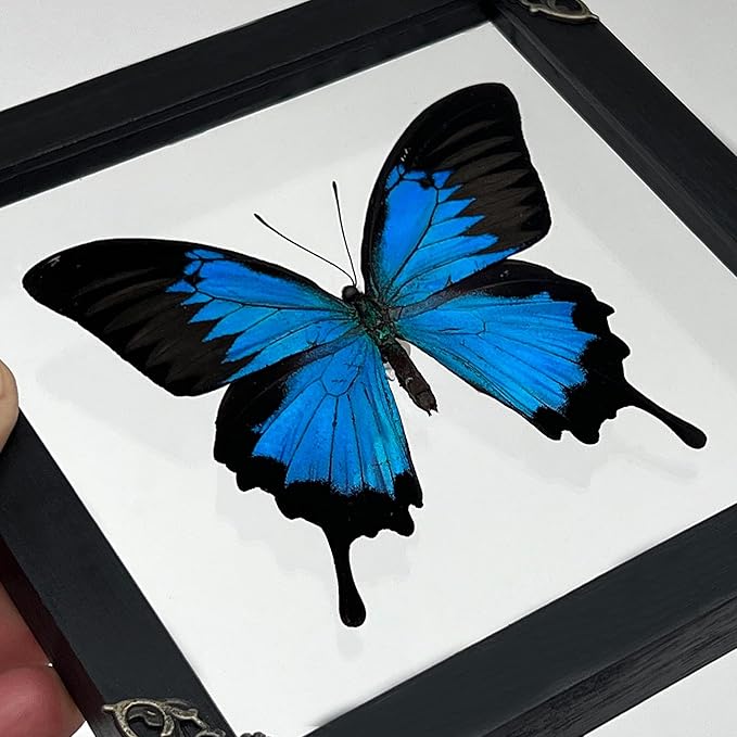 Real Butterfly Wooden Framed Shadow Box Dried Handmade Insect Lover Taxidermy Dead Bug Taxadermy Specimen Wall Decor Living Home K16-28-KINH