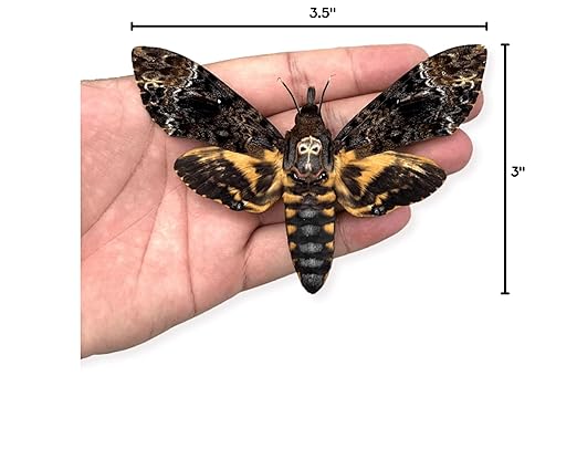 vinatimes Real Death Head Moth Acherontia Hawkmoth Mounted Skull Moth Entomology Dried Insect Butterfly Taxidermy Oddity Artwork 1MCU