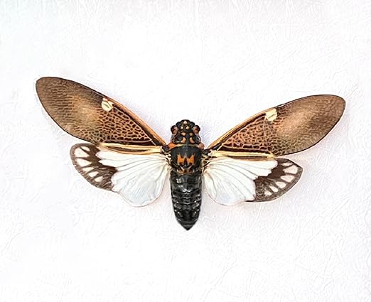 Real Cicada Spcimen Preserved Dried Insect Dead Bug Unmounted Raw Oddity Taxidermy Entomology Artwork Creepy Aesthetics Spooky Curiosities Gothic Home Decor Wall Crafts VE-77