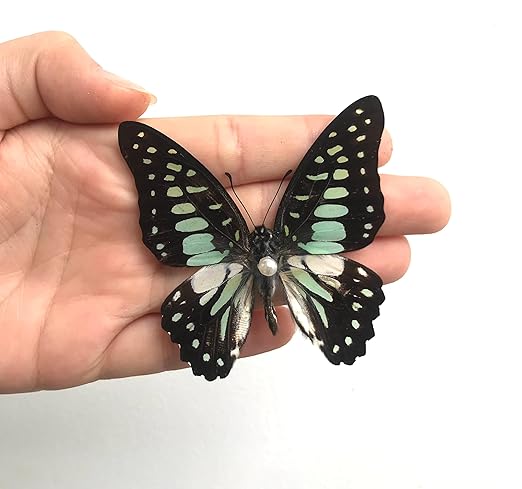 4 Real Butterfly Specimen Collection Butterflies Mounted Preserved Entomology Taxidermy Oddity Scientific Lover Insect Nature Art Artwork Display Gallery Decor Decoration Indoor Home BU11X4