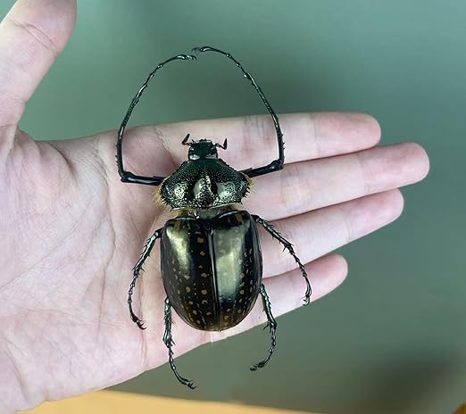 Real Cheirotonus Long Arm Beetle Preserved Dried Insect Dead Bug Unmounted Raw Oddity Taxidermy Entomology Artwork Creepy Aesthetics Spooky Curiosities Gothic Home Decor Wall Crafts BO-58