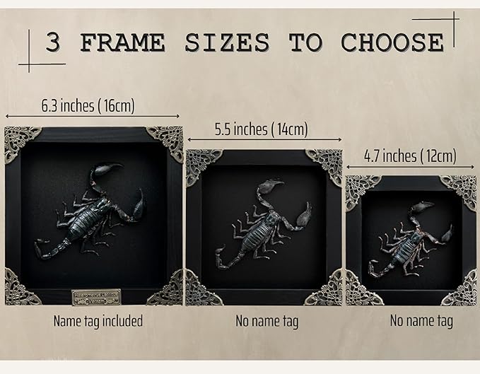 Real Giant Scorpion Framed Dried Beetle Shadow Box Entomology Wooden Insect Handmade Taxidermy Wall Art Decor Decoration Tabletop Living Home K14-51-KINH