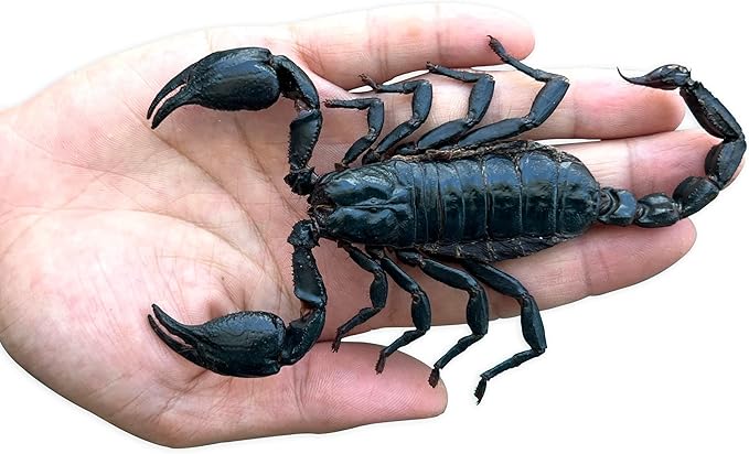 Real Large Scorpion Wooden Frame Shadow Box Dried Insect Lover Taxidermy Dead Bug Entomology Specimen Display Wall Art Hanging Decoration Home Living Décor K16-51-DE