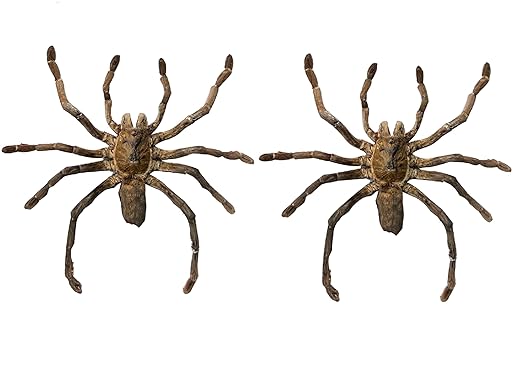 2 Real Spider Specimen Collection Bugs Mounted Dead Animal Preserved Entomology Taxidermy Oddity Scientific Lover Insect Office Desk Art Artwork Display UM-18