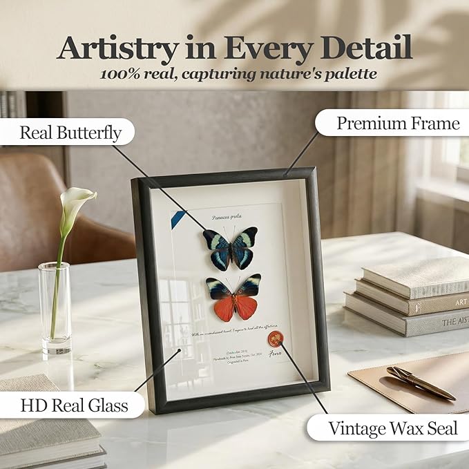 ArsVenciik Real Framed Butterfly Specimen Duo - Preserved Panacea prola (Red Flasher) Taxidermy - Front & Back View Shadow Box - Handmade Entomology Wall Art & Unique Gift for Home Decor