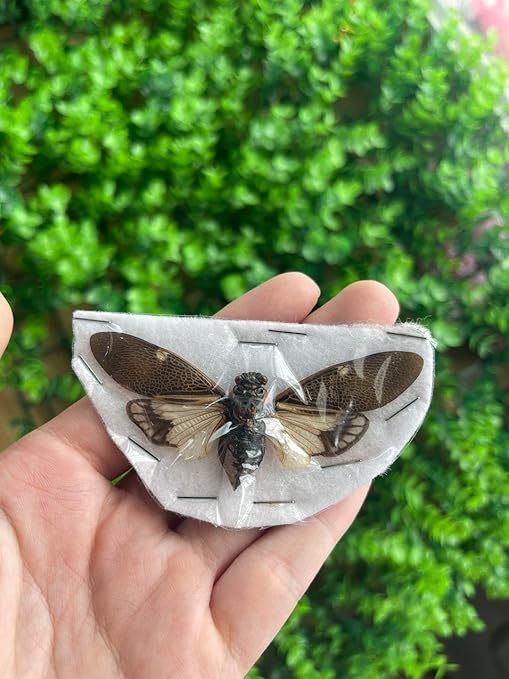 Real Cicada Spcimen Preserved Dried Insect Dead Bug Unmounted Raw Oddity Taxidermy Entomology Artwork Creepy Aesthetics Spooky Curiosities Gothic Home Decor Wall Crafts VE-77