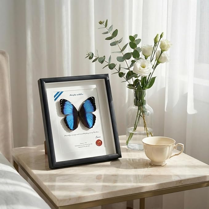 ArsVenciik Real Framed Butterfly Specimen - Preserved Morpho achilles (Blue Banded Morpho Butterfly) Taxidermy - Striking Black & Blue Contrast Shadow Box Wall Art - Handmade Entomology Gift for Office or Home Decor