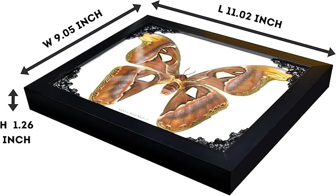 Framed Atlas Moth Wall Decor Box Frame | Mexican Gothic Taxidermy | Witch & Halloween Décor for Bedroom | Goth Decor, Oddities, and Witchy Spaces