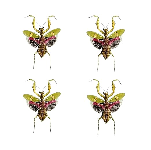 4 Real Green Mantis Beetles Specimen Collection Bug Mounted Dead Animal Preserved Entomology Taxidermy Oddity Scientific Lover Insect Office Desk Art Artwork Display UM-21