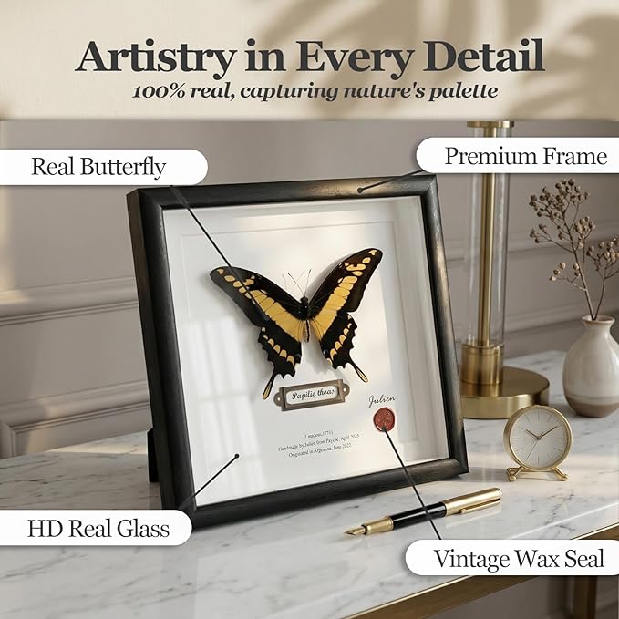 ArsVenciik Real Framed Butterfly Specimen - Preserved Papilio thoas (King Swallowtail) Taxidermy - Yellow & Black Square Shadow Box - Handmade Wall Art & Unique Gift for Home or Office Decor