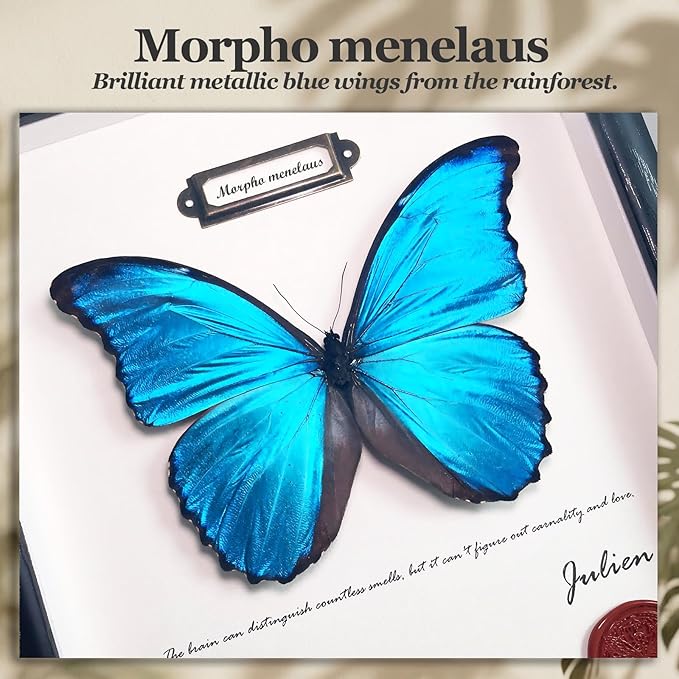 ArsVenciik Real Framed Butterfly Specimen - Preserved Blue Morpho Butterfly Taxidermy (Morpho menelaus) - 8x10 inch Shadow Box Wall Art, Unique Entomology Decor & Handmade Gift for Nature Lovers
